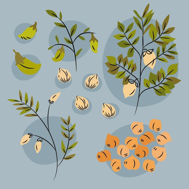 Drawn chickpea beans and plant