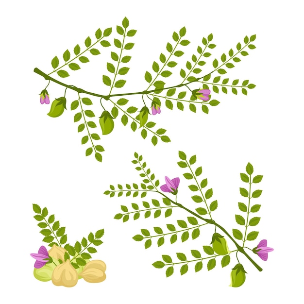 Drawn chickpea beans with plant