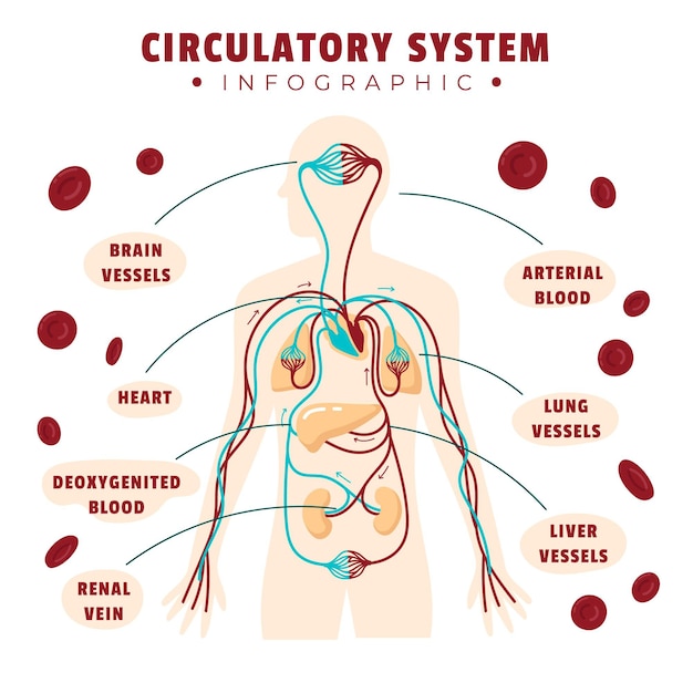 Free Vector drawn circulatory system infographic