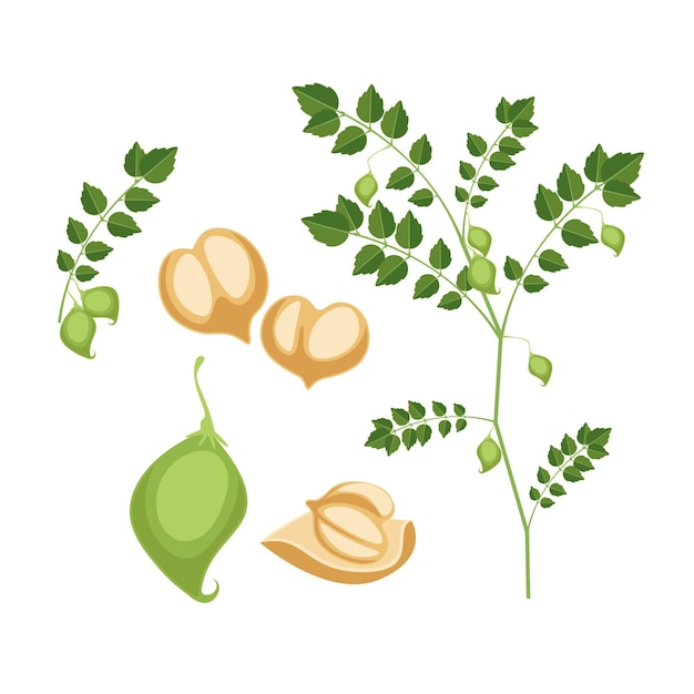 Free Vector drawn nutritive chickpea beans and plant illustration