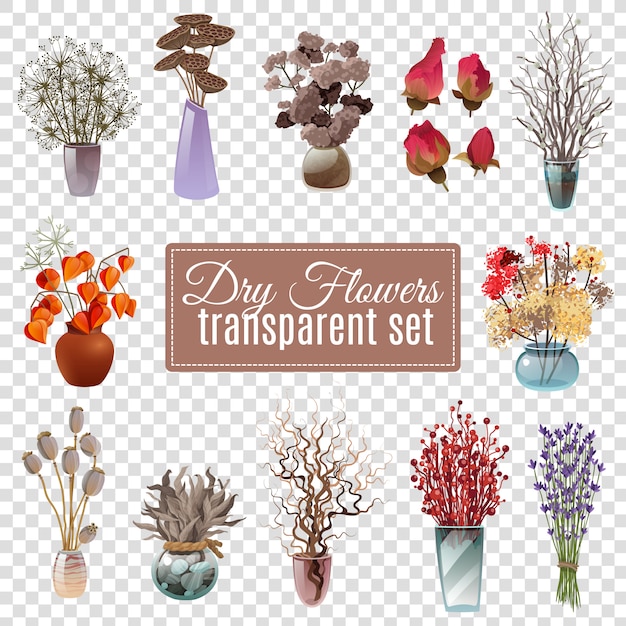 Free Vector dry flowers transparent set