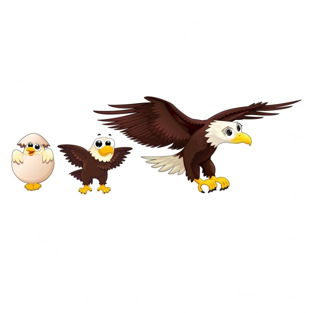 Free Vector eagle family