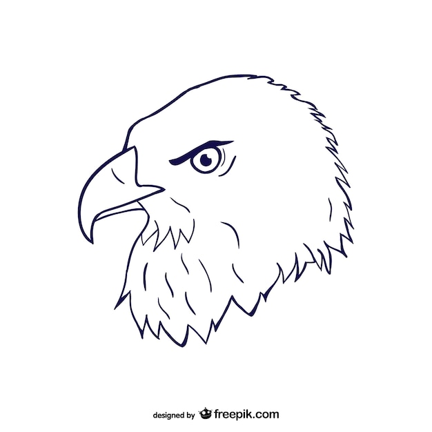 Free vector eagle head sketch