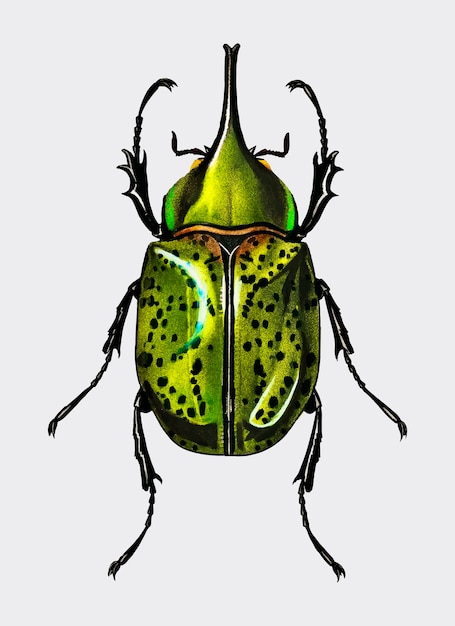 Free Vector eastern hecules beetle (scarabaeus hyllus)