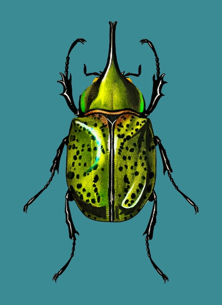 Free Vector eastern hecules beetle (scarabaeus hyllus)