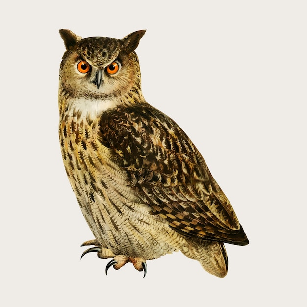 Eaurasian eagle owl bird in hand drawn style