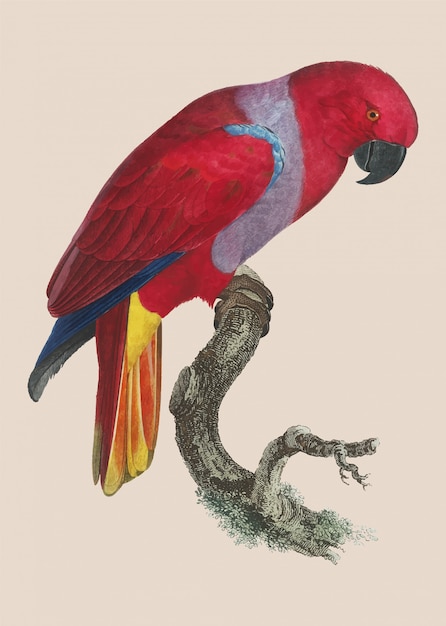 Free vector eclectus parrot