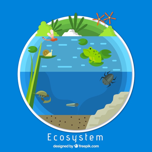 Ecology and ecosystem concept