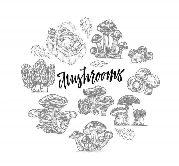 Free Vector edible mushroom icons round template