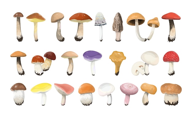 Free Vector edible mushrooms set on white background colorful caps