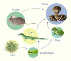 Free vector education poster of biology for food chains diagram