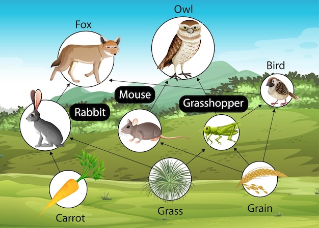 Free Vector education poster of biology for food chains diagram