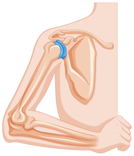 Elbow joint in human body