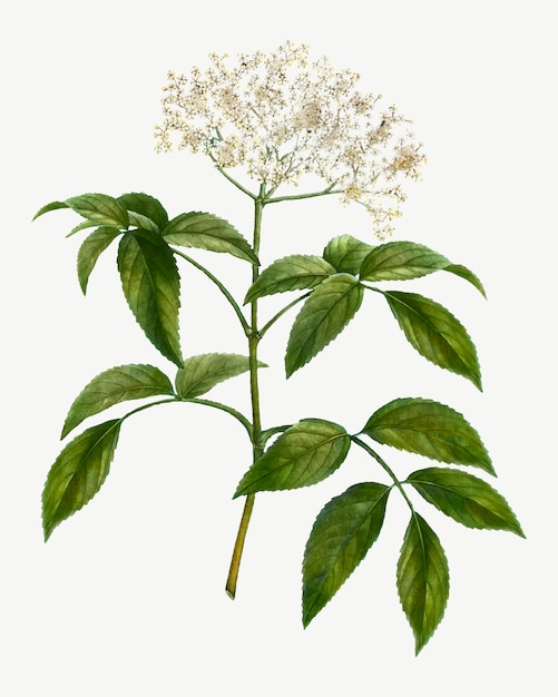 Free vector elderflower tree