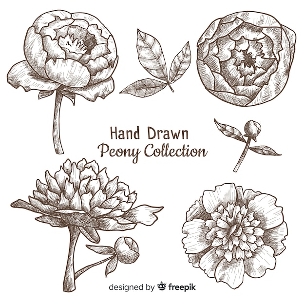 Elegant collection of hand drawn peony flowers