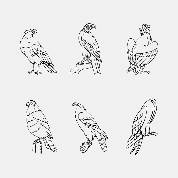 Elegant hand drawn birds collection