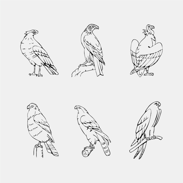 Elegant hand drawn birds collection