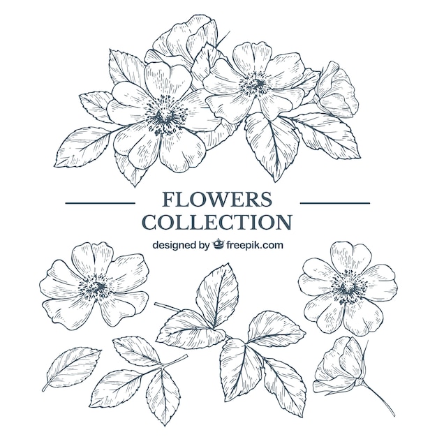 Elegant hand drawn floral element collection