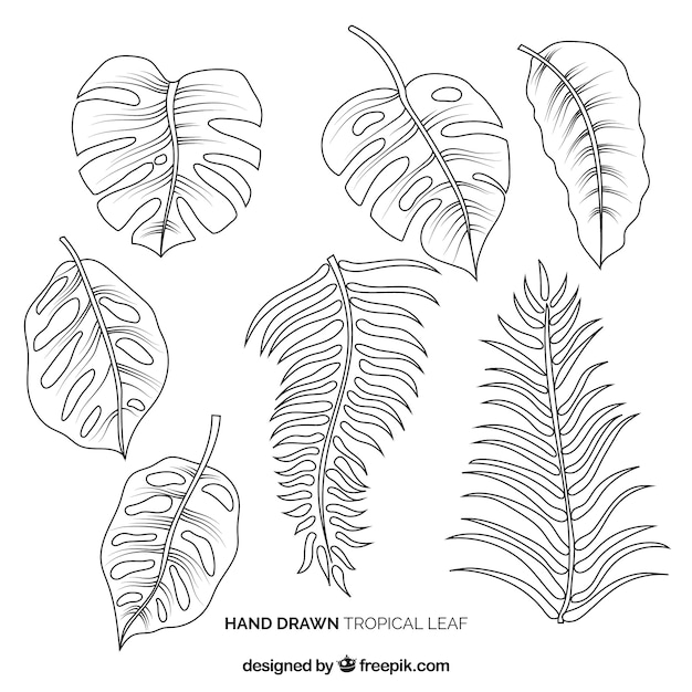 Elegant hand drawn tropical leaf collection