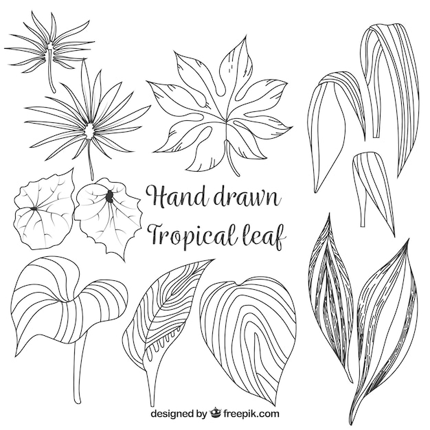 Elegant hand drawn tropical leaf collection