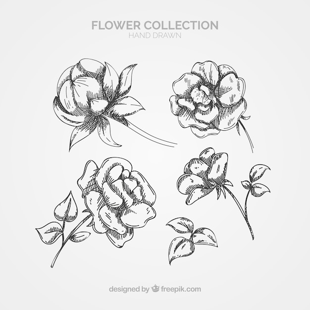 Free Vector elegant pack of hand drawn floral elements