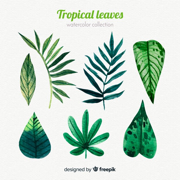 Elegant watercolor tropical leaf collection