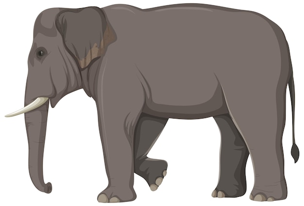 Free Vector elephant anatomy concept for science education