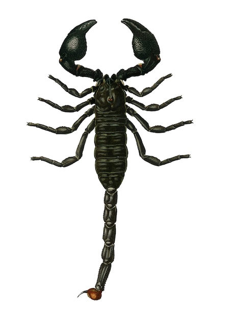 Free vector the emperor scorpion (buthus afer) illustrated