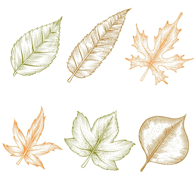 Free Vector engraving hand drawn autumn leaves collection