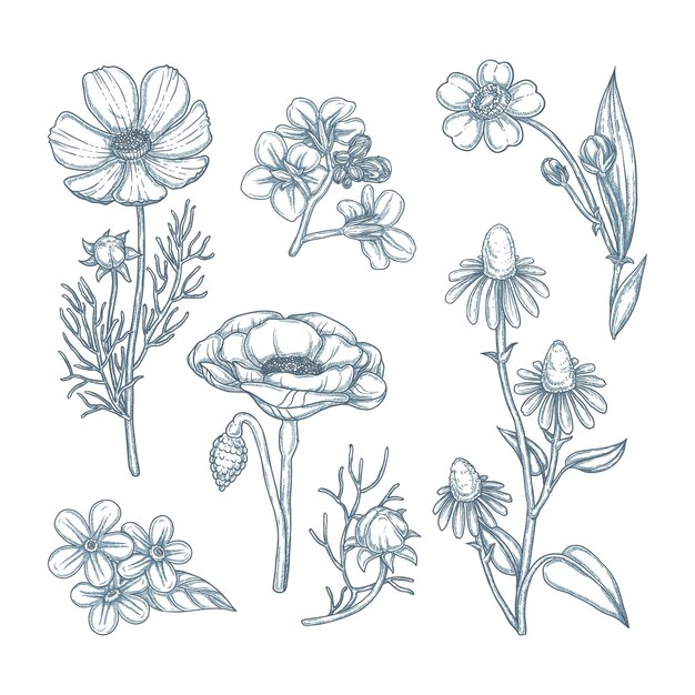 Engraving hand drawn flower collection