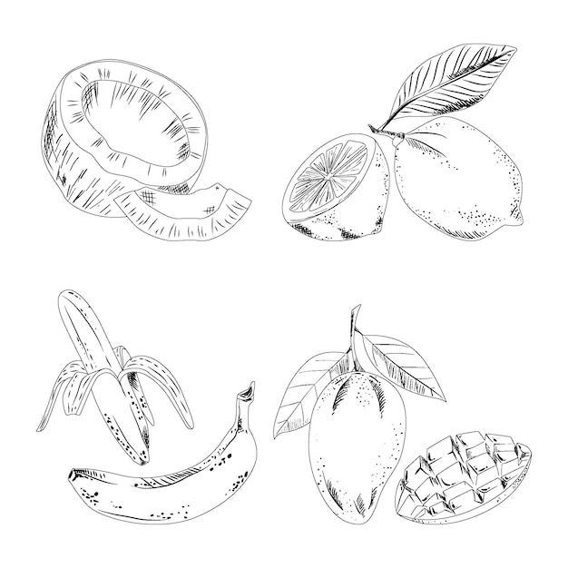 Engraving hand drawn fruit collection