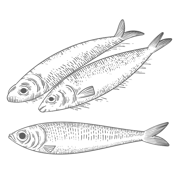 Free Vector engraving hand drawn sardine illustration