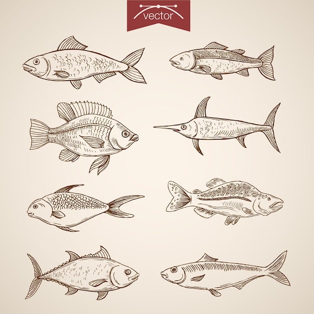 Free Vector engraving vintage hand drawn  fishes collection.