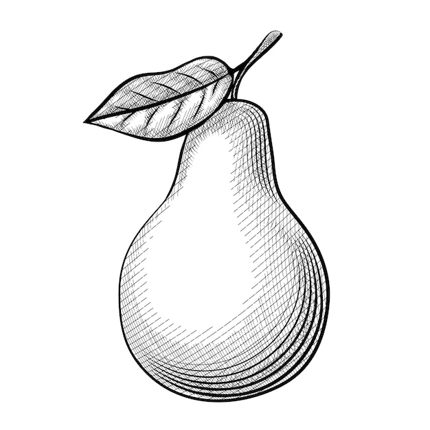 Etching pear. Wonderful sketch pears with leaves on a white background.