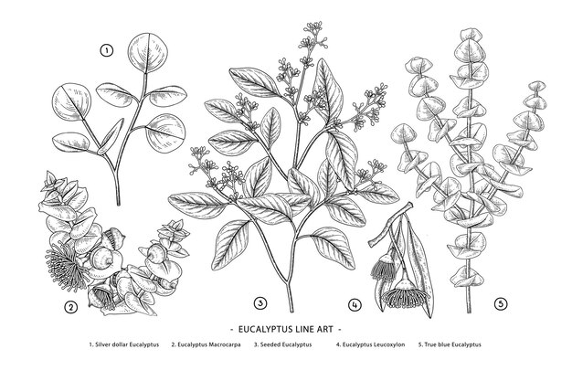 Eucalyptus branch hand drawn botanical illustrations.