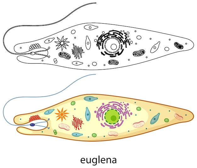 Euglena in colour and doodle on white background