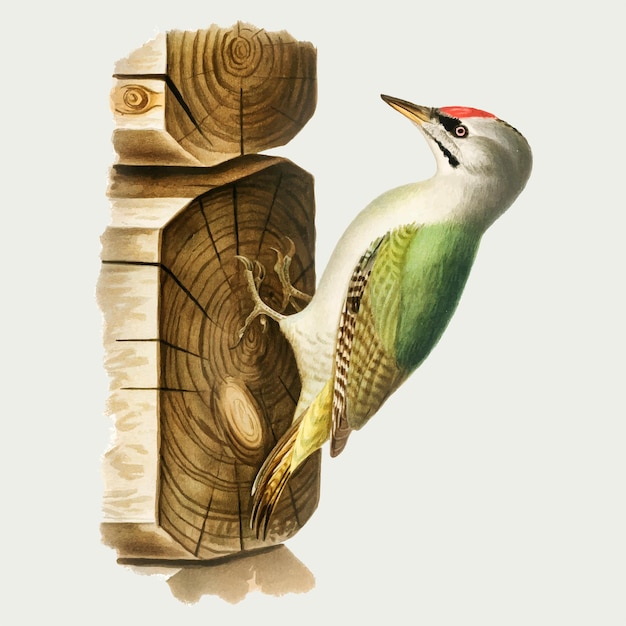 Free vector european green woodpecker in hand drawn style