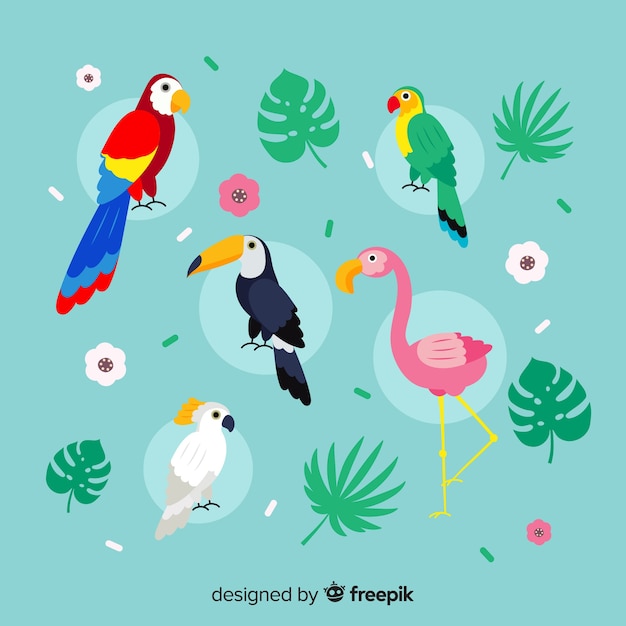 Free Vector exotic bird collection flat design