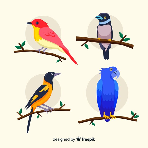 Exotic bird collection flat design