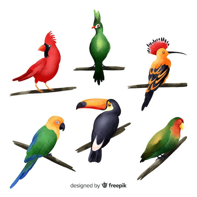 Free Vector exotic bird collection watercolor style