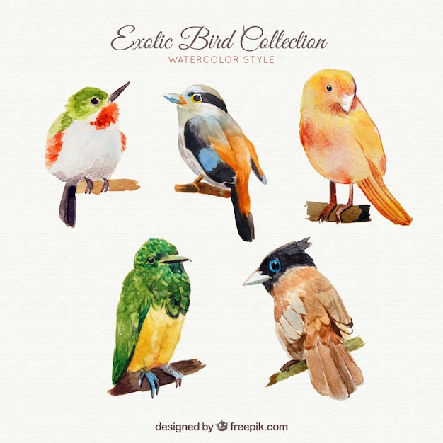 Exotic birds collection in watercolor style