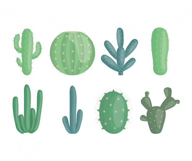 Free Vector exotic cactus plants in ceramic pots