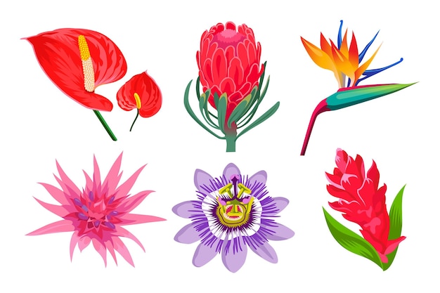 Exotic jungle flowers cartoon illustration collection. Wild tropical Hawaiian or Polynesian plants. Magnolia or orchid in garden, Bali or Caribbean islands on white background. Blossom, summer concept