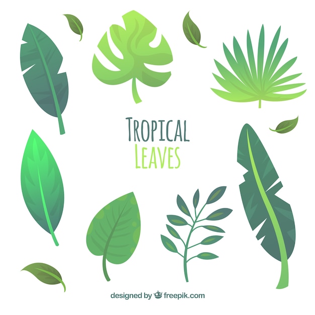 Exotic tropical leaf collection with flat design