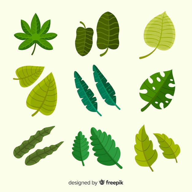 Exotic tropical leaf collection with flat design