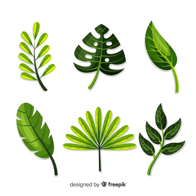 Exotic tropical leaf collection with flat design