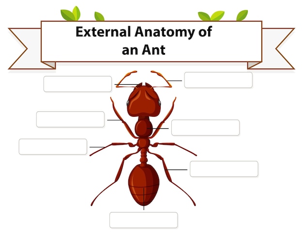 Free Vector external anatomy of an ant worksheet