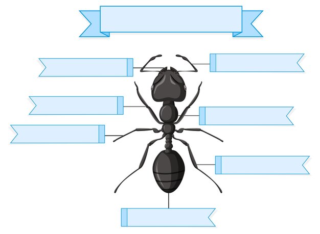 External Anatomy of an ant worksheet