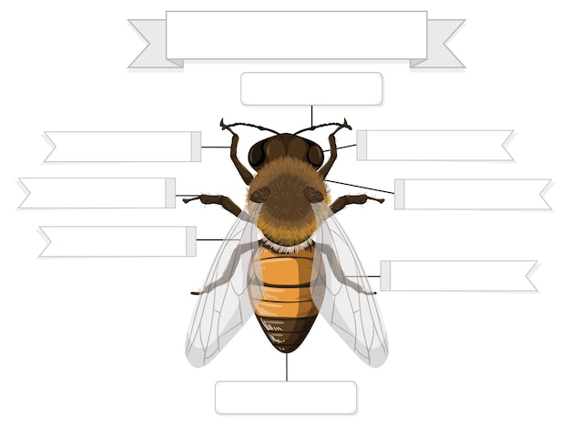 Free vector external anatomy of a bee worksheet