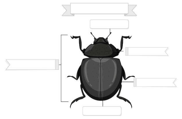 Free Vector external anatomy of a beetle worksheet